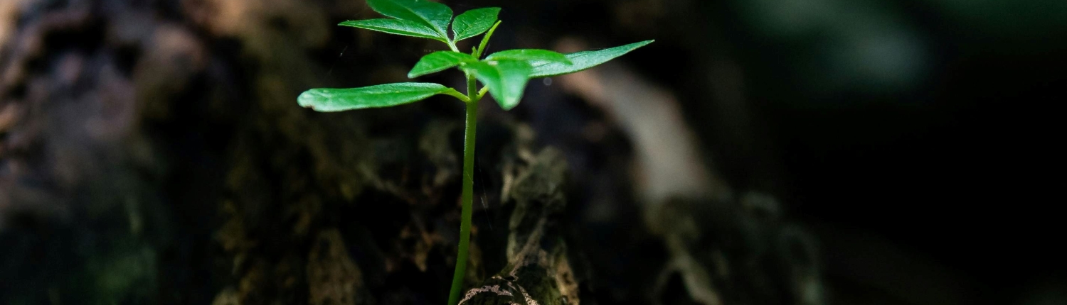 pexels-david-alberto-carmona-coto-434794-1151418_huella_carbono_sostenibilidad