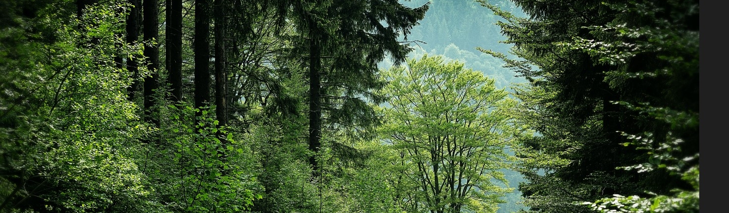 Un bosque frondoso y verde