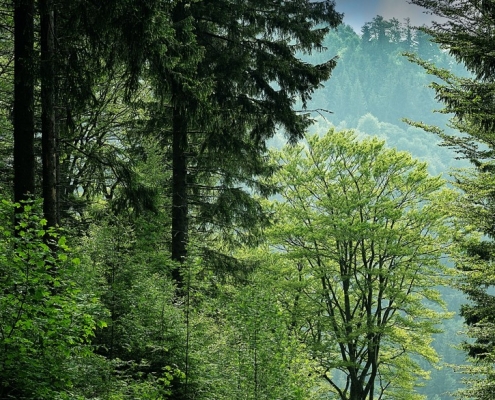 Un bosque frondoso y verde